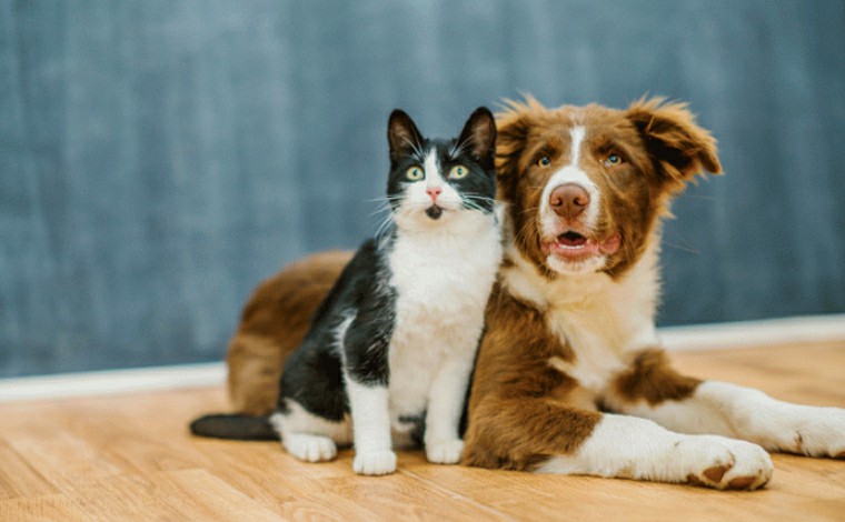 Mutirão de castração gratuita de cães e gatos será realizado durante o mês de julho em Sete Lagoas