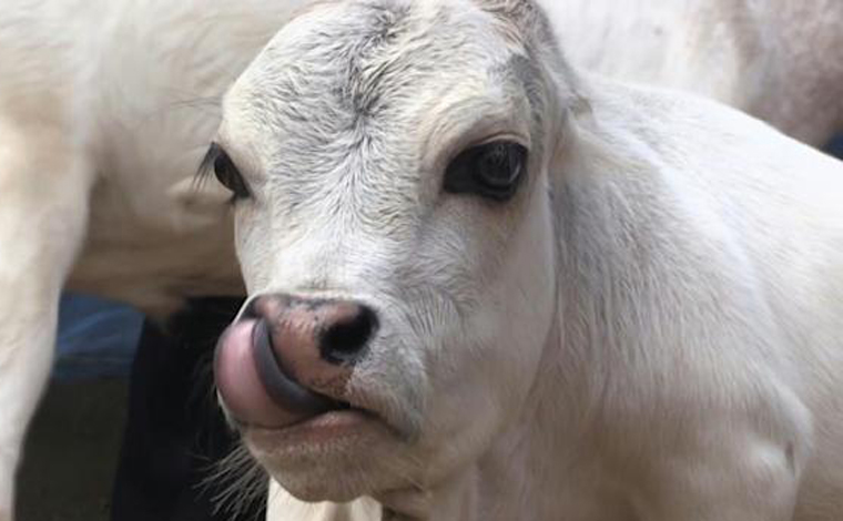 Vaca anã vira atração turística em Bangladesh e pode ser a menor do mundo; veja imagens