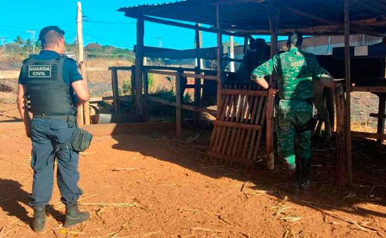 Cavalo vítima de maus-tratos é resgatado pela GCM de Sete Lagoas e proprietária é autuada