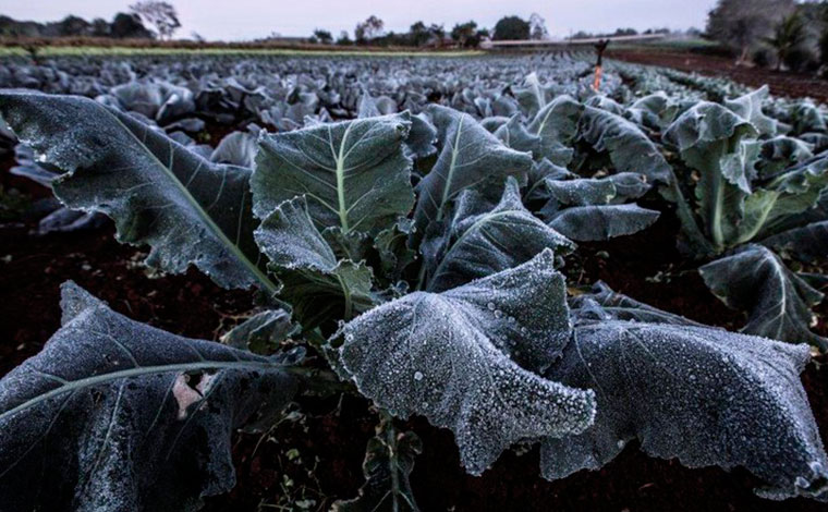 Onda de frio ameaça agricultura e pode impactar ainda mais nos preços de café, frutas e hortaliças 