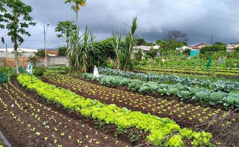 Hortas comunitárias combatem a fome em Sete Lagoas durante a pandemia