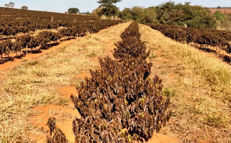 Governo do Estado fará laudos gratuitamente para pequenos produtores afetados por geadas