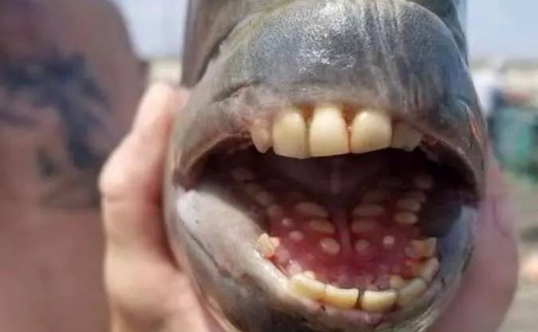 Homem fisga peixe com dentes semelhantes aos de ‘humanos’ em pescaria nos EUA