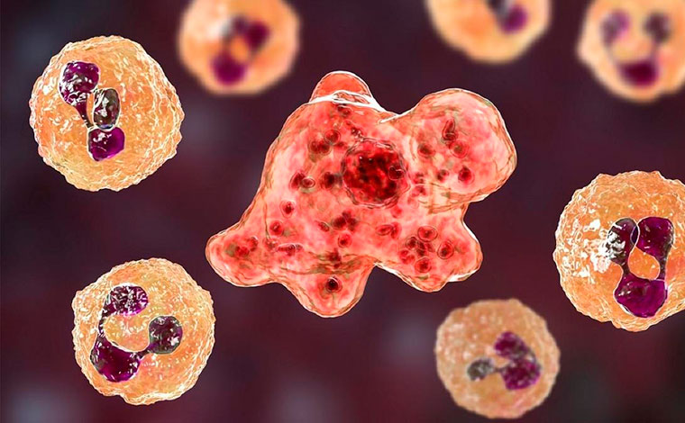 Criança de 7 anos morre após ser infectado por ameba ‘comedora de cérebro’