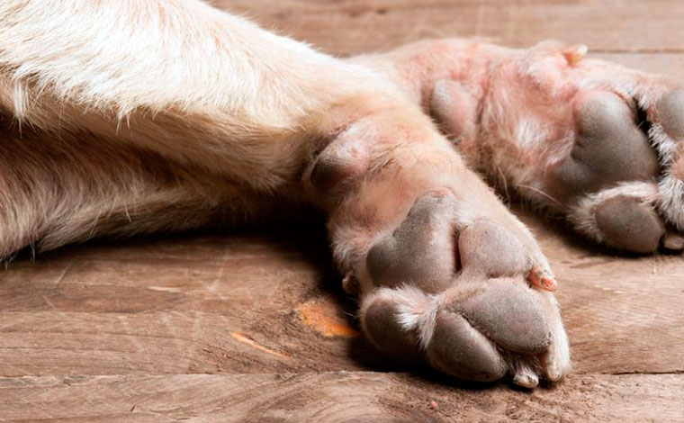 Homem é preso após ser flagrado estuprando cachorro em via pública, em MG