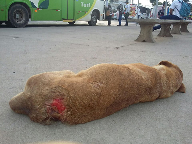 Aspa 7 pede que Prefeitura volte a recolher cães e gatos abandonados