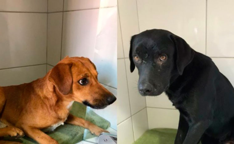 Cachorros são resgatados após terem testículos arrancados na Grande BH