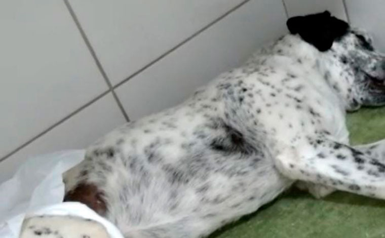 Mais um cachorro é resgatado após ter testículos arrancados na Grande BH