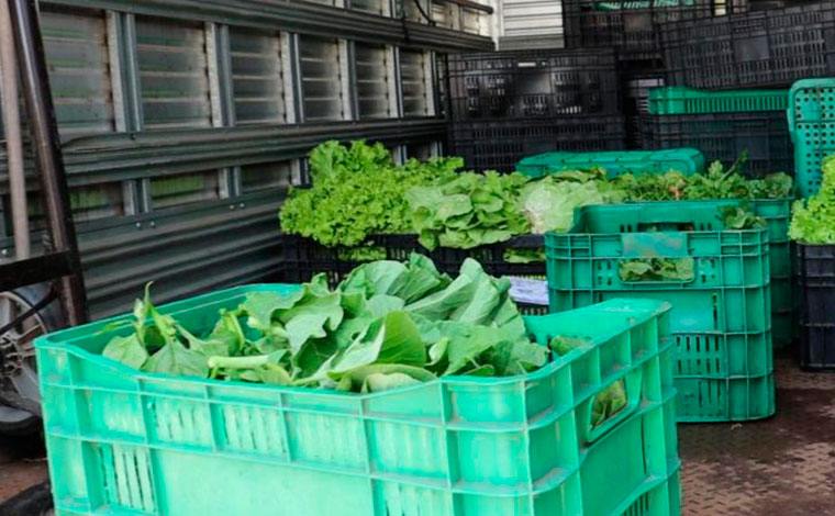 Programa Horta Social garante alimentação saudável para várias famílias em Sete Lagoas