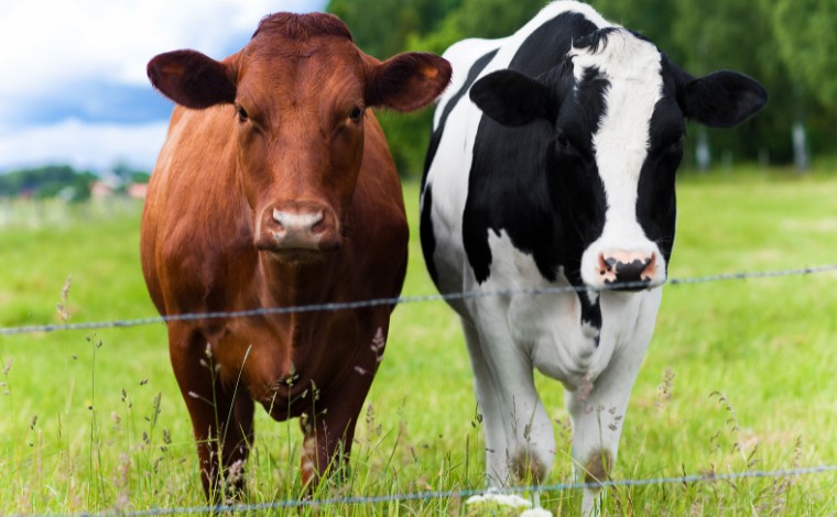 Ministério da Agricultura confirma caso de ‘vaca louca’ em Minas Gerais