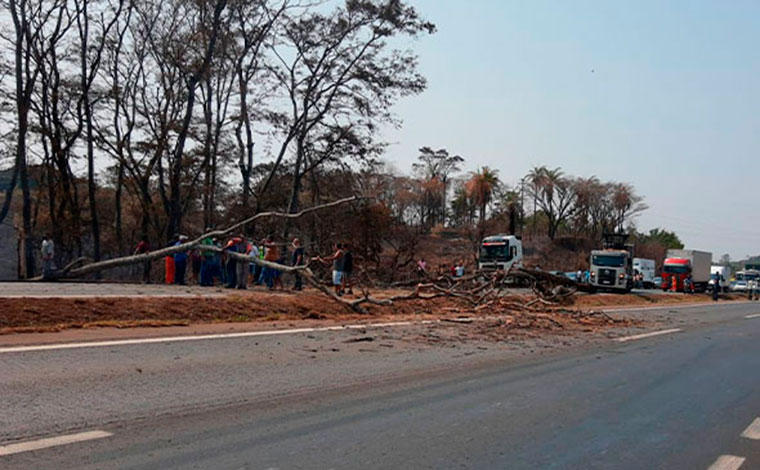 Foto: ReproduÃ§Ã£o/Redes Sociais - A queda da Ã¡rvore ocorreu prÃ³xima a indÃºstria de laticÃ­nios Trevo LÃ¡cteos, causando lentidÃ£o e interdiÃ§Ã£o da via sentido Belo Horizonte