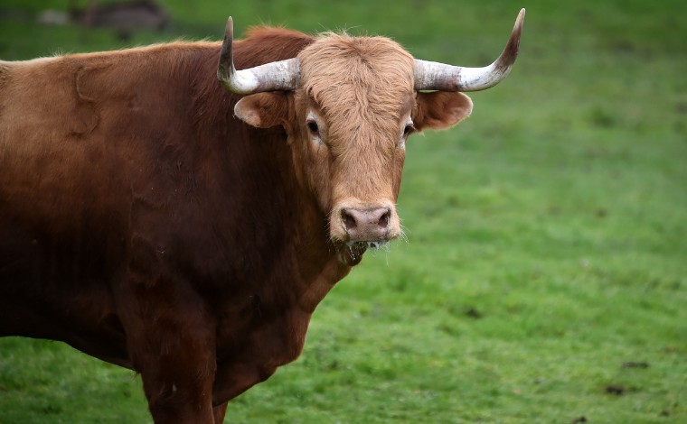 Foto: Ilustrativa/Getty Images - Segundo a ocorrÃªncia, o jovem estava em uma fazenda no bairro rural ItajaÃ³ e estaria fazendo uma montaria quando caiu. ApÃ³s a queda, ele foi pisoteado na regiÃ£o do tÃ³rax pelo animal