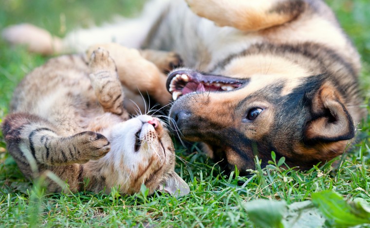 Sete Lagoas realiza castração gratuita de cães e gatos nos bairros Manoa e Orozimbo Macedo