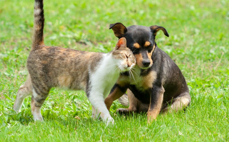 CCZ participa de evento do Dia da Família em Sete Lagoas com Feira de Adoção de cães e gatos