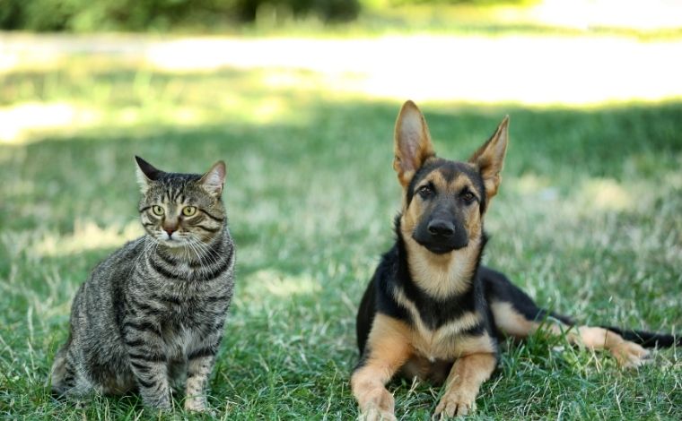 Sete Lagoas realiza castração gratuita de cães e gatos nos bairros Jardim dos Pequis e Belo Vale 