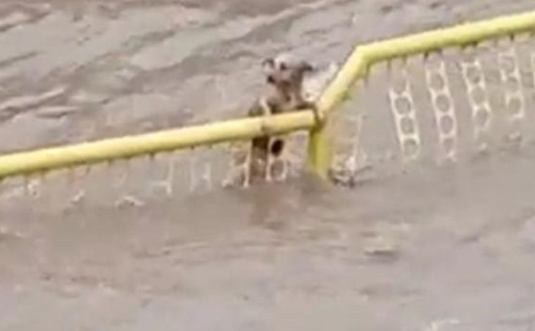 Cãozinho tenta se salvar durante enxurrada em cidade de Minas Gerais; veja vídeo 