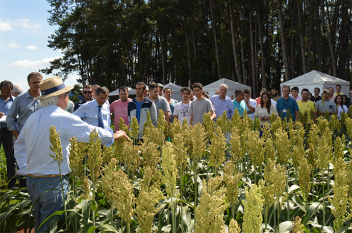 Embrapa e UNB realizam pesquisas para inserir sorgo na alimentação humana