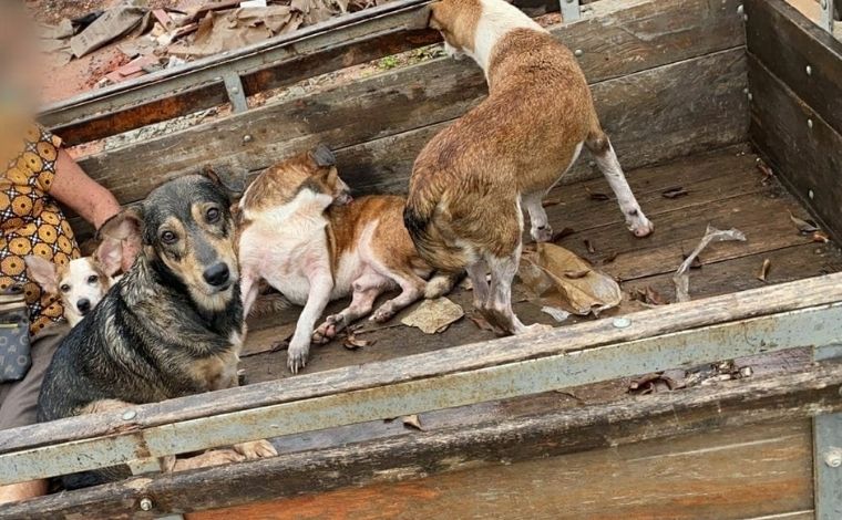Idosa é resgatada de alagamento com 9 cachorros após se recusar deixar casa sem os animais em MG