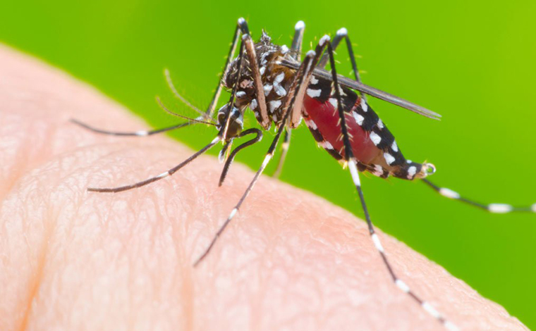 Primeiro levantamento de 2022 aponta alto índice de focos de dengue em residências de Sete Lagoas