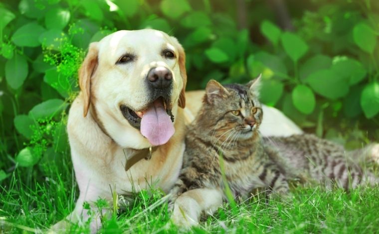 Sete Lagoas realiza castração gratuita de cães e gatos no bairro Interlagos