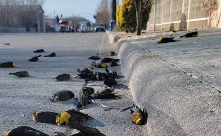 Vídeo mostra centenas de pássaros caindo do céu ao mesmo tempo no México