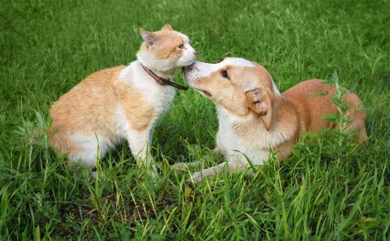 Castramóvel estará no bairro Montreal com castrações gratuitas de cães e gatos em março