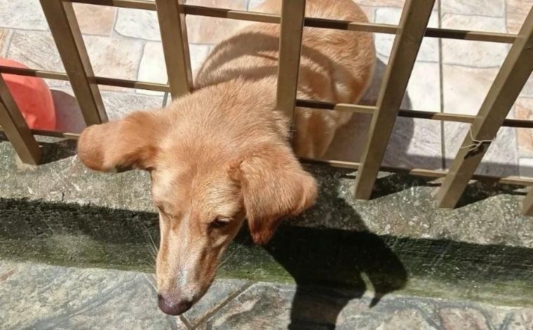 Bombeiros resgatam cão que ficou preso em grade de casa no Bernardo Valadares, em Sete Lagoas 