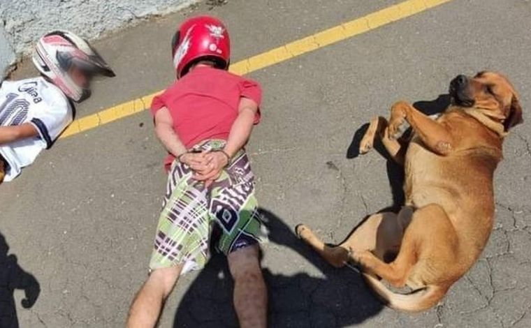 Cachorro viraliza nas redes sociais após deitar ao lado de suspeitos durante abordagem policial