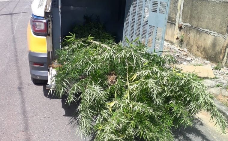 PM apreende quatro pés de maconha e prende suspeito de tráfico de drogas em Cordisburgo