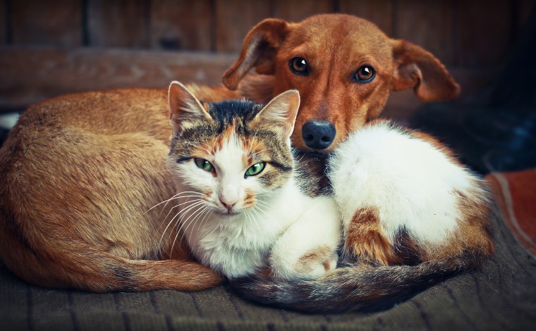 Sete Lagoas realiza castração gratuita de cães e gatos nos bairros Montreal e Canadá