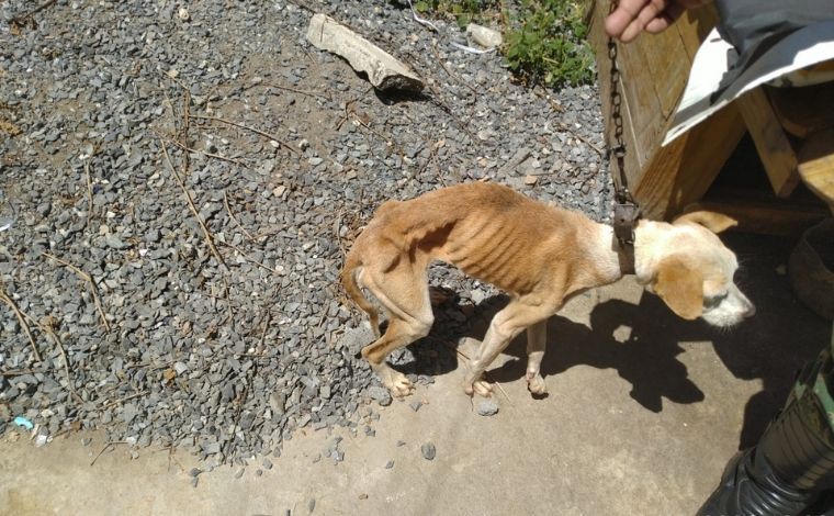 Polícia Militar resgata cães em situação de maus-tratos em Sete Lagoas