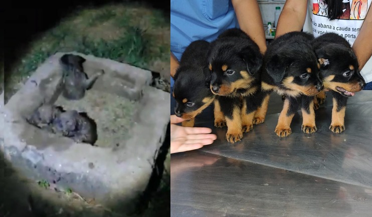 Cães são resgatados vítimas de maus-tratos em canil irregular de Sete Lagoas 