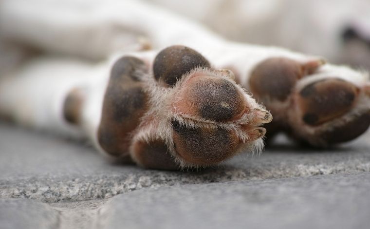 Jovem é preso após estuprar e matar cachorra no interior de Minas