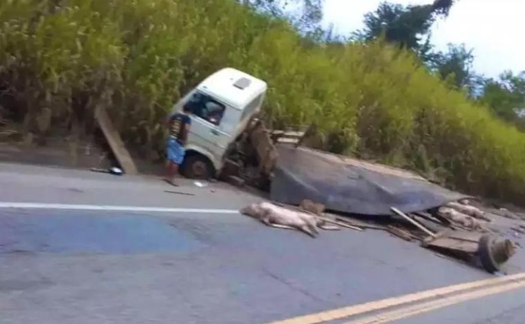 Acidente com caminhão que transportava porcos interdita trecho da BR-381, em MG