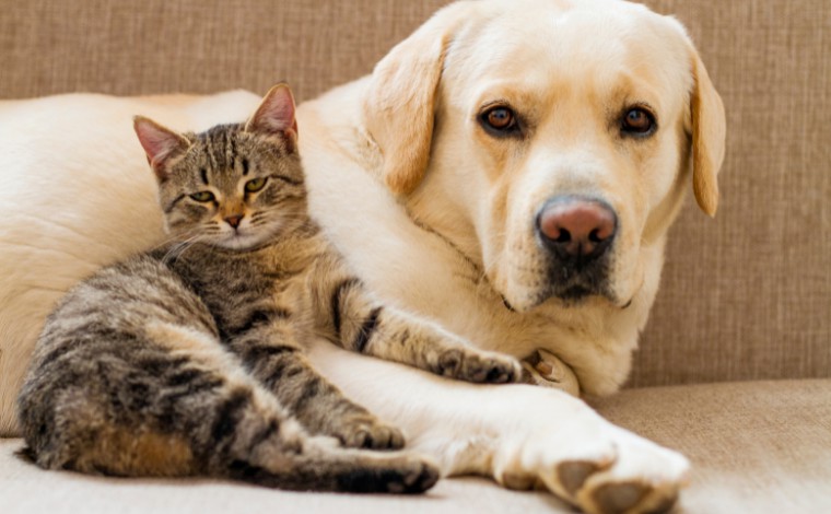 Sete Lagoas realiza castração gratuita de cães e gatos no bairro Emília e adjacências