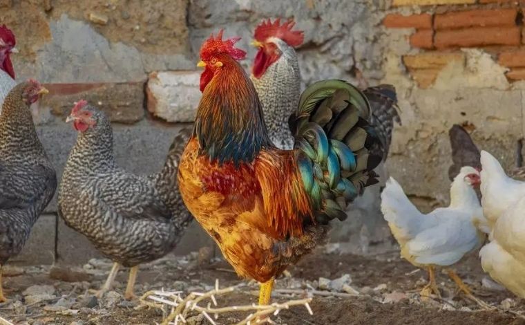 Cacarejos de galinhas incomodam vizinhos e aves são apreendidas por perturbação do sossego