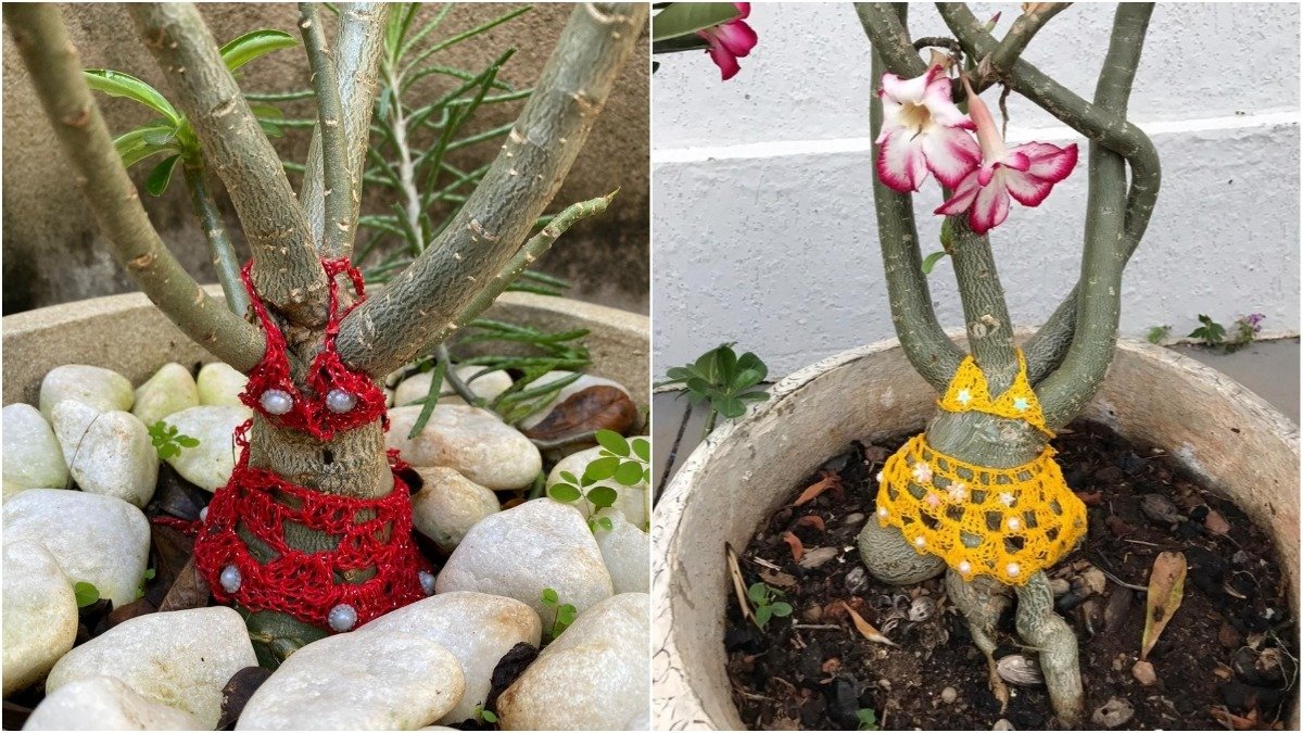 Dona de casa viraliza ao fazer ‘biquíni’ de crochê para plantas: ‘É minha terapia’