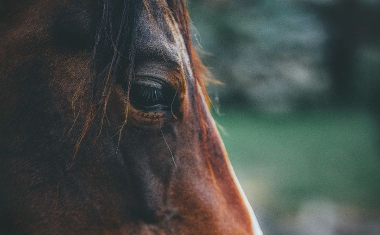 Abatedouro que vendia carne de cavalo para açougue é fechado em Minas