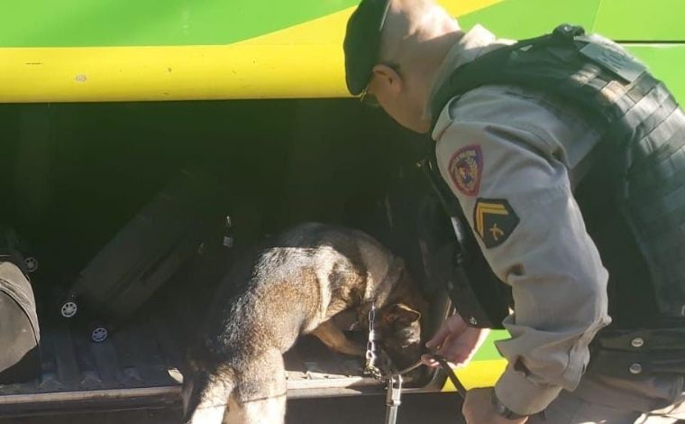 Cadela da PM encontra drogas em mochila de passageiro de ônibus interestadual em Sete Lagoas 