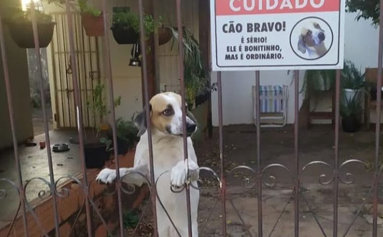 Placa chama atenção de vizinhos em cidade mineira: ‘Cão bonitinho, mas ordinário’ 