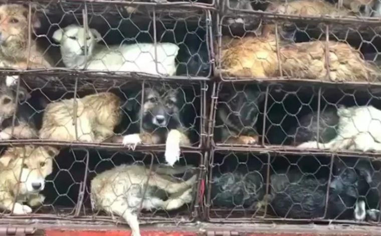 Polícia resgata mais de 385 cães que seriam levados para festival de carne na China