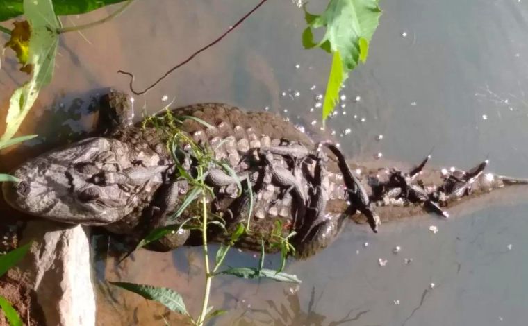 Família de jacarés é flagrada ‘tomando banho de sol’ às margens da Lagoa da Pampulha, em BH