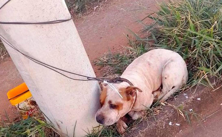 Pitbull abandonado mata outro cachorro, é agredido e amarrado em poste em Minas Gerais