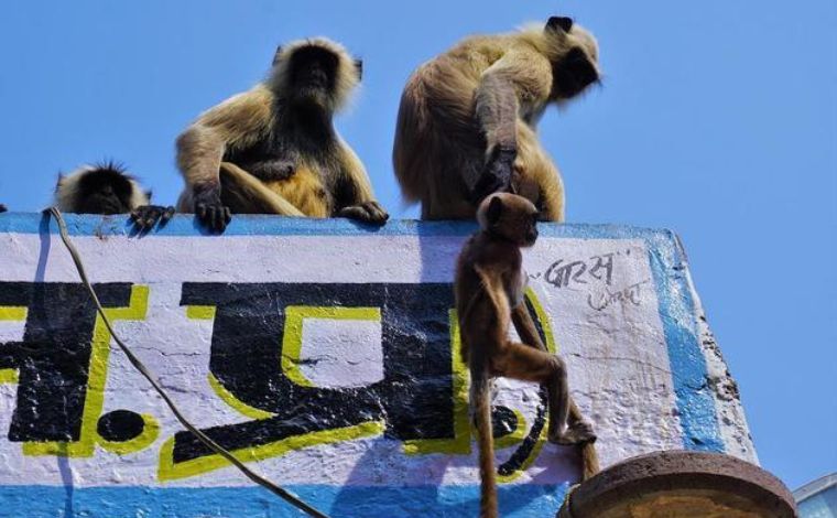 Macacos invadem casa e jogam bebê de prédio de três andares; criança morreu
