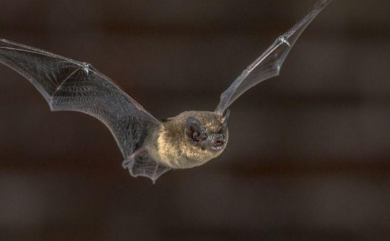 Morcego com vírus da raiva é capturado na região Leste de Belo Horizonte