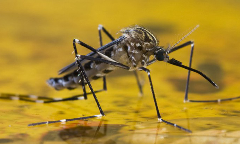 Febre amarela avança em Minas Gerais e no Brasil