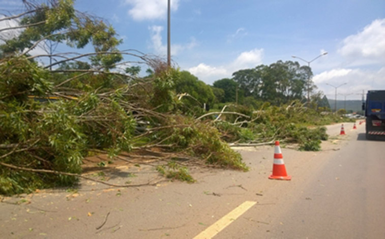 VIA 040 realiza cortes de árvores durante esta semana