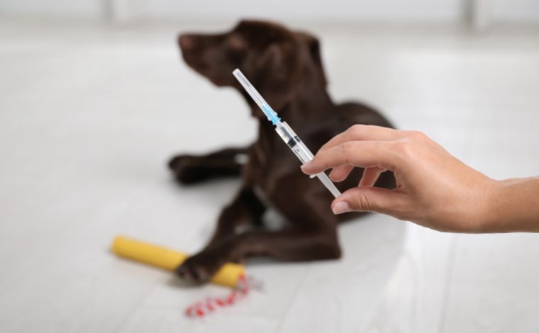 Vacinação de cães com polivalente V8 será realizada em Sete Lagoas
