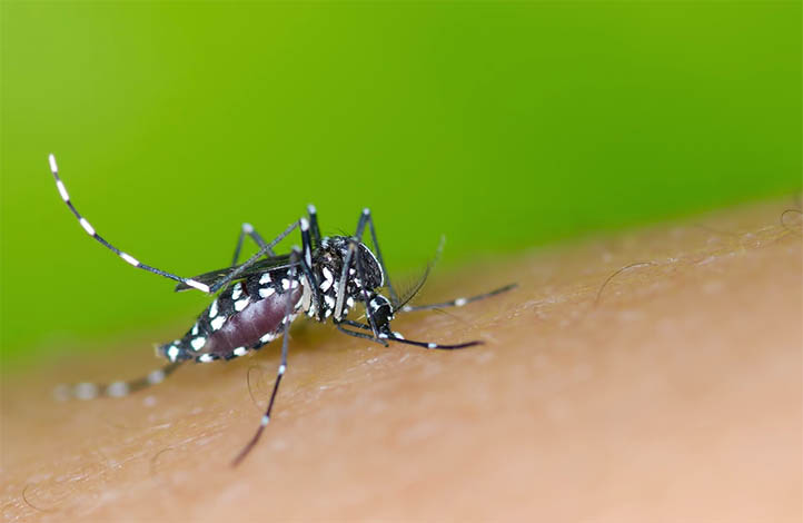 Sete Lagoas segue em estado de alerta contra o Aedes aegypti