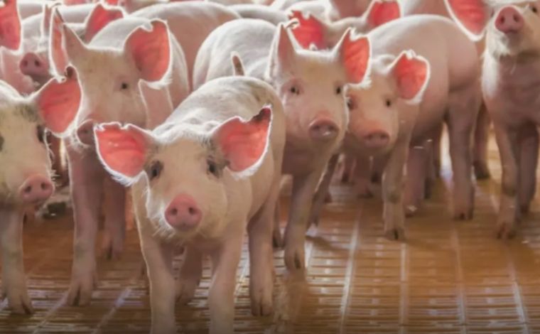 Trabalhador que recebeu vacina de porcos ao escorregar em granja será indenizado em R$ 8 mil, em MG